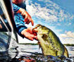 Drop Shot Fishing