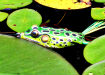 Flinging the Frog