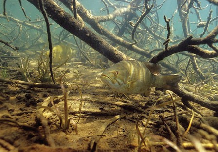 Smallmouth
